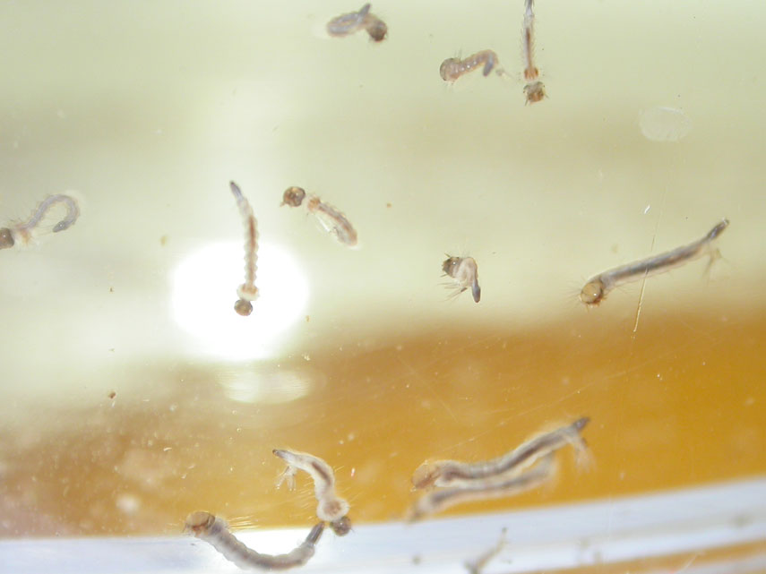Larvas de Aedes aegypti. Foto: R. Azuero.